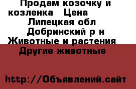 Продам козочку и козленка › Цена ­ 4 000 - Липецкая обл., Добринский р-н Животные и растения » Другие животные   